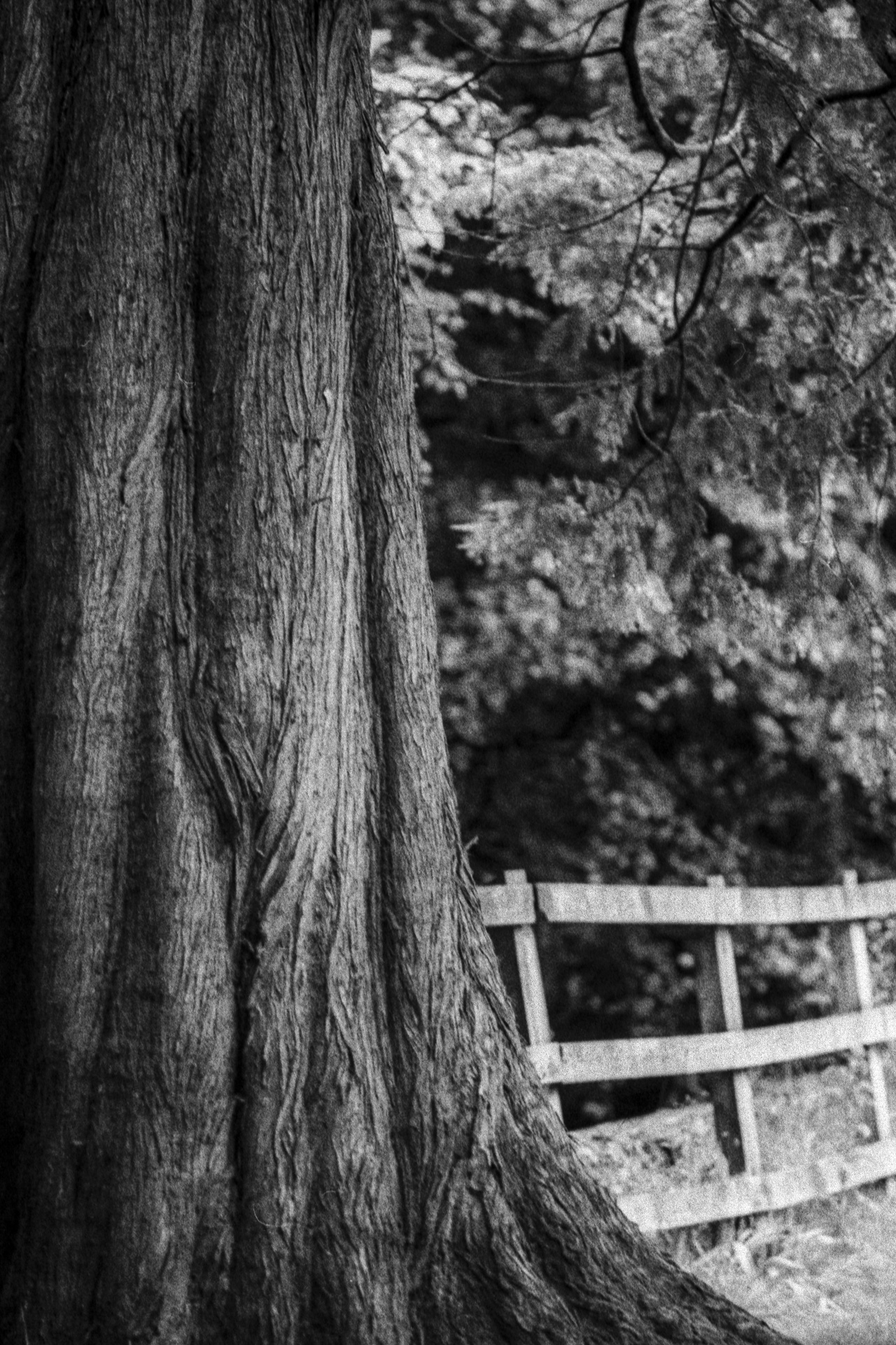 Black and white photograph of a tree and fence