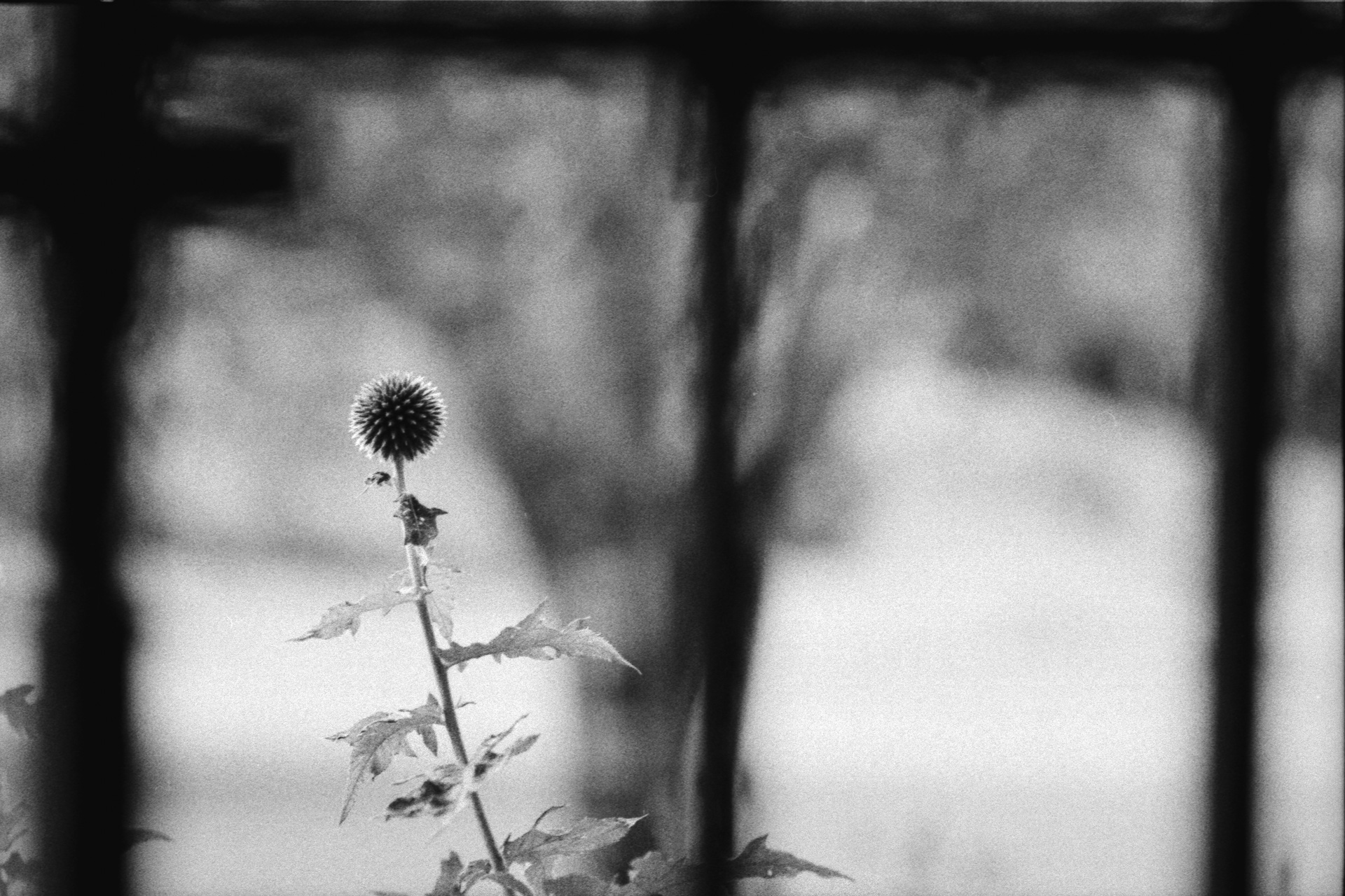 Black and white photograph of a flower behind bars
