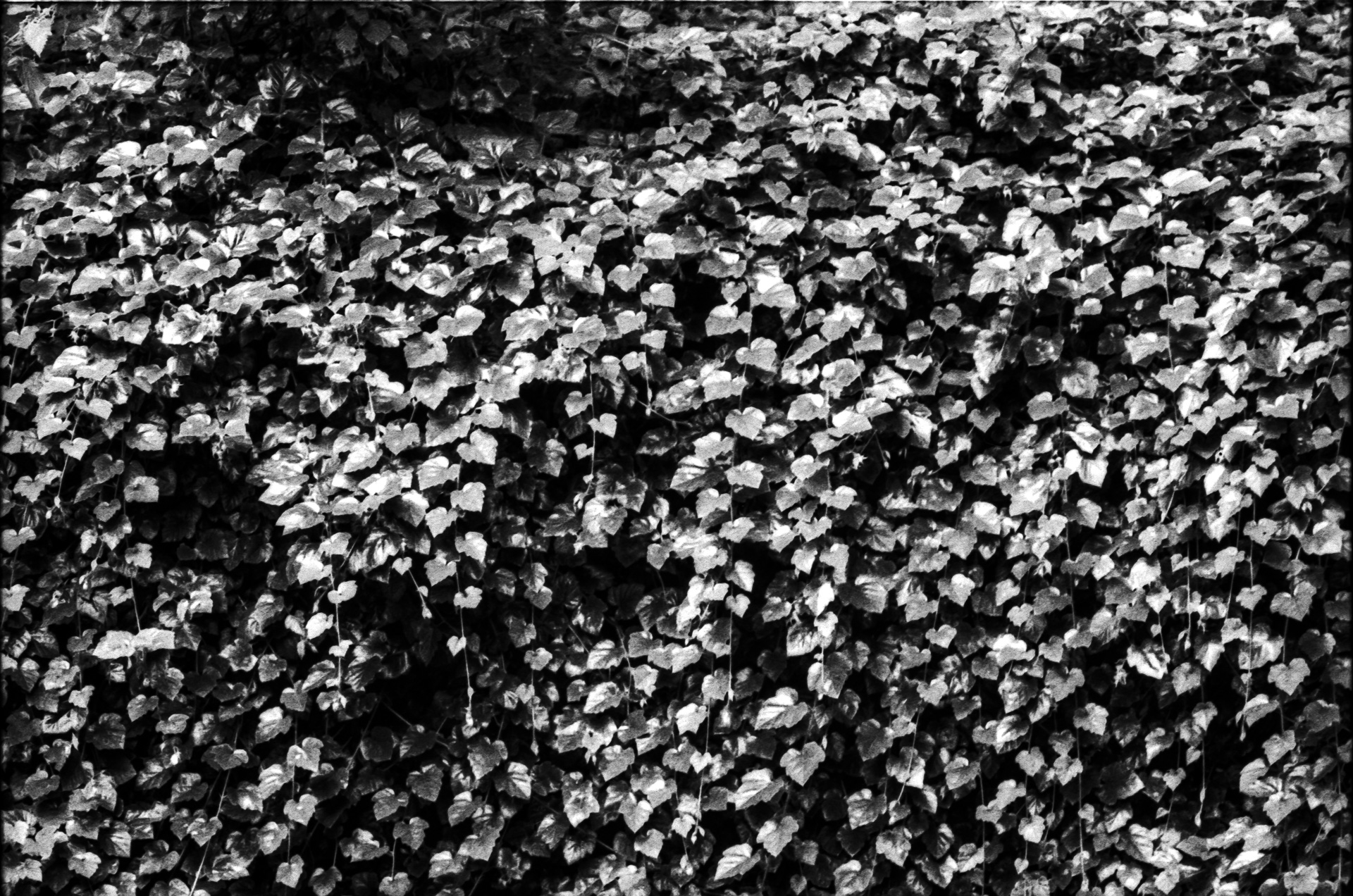 Black and white photograph of leaves